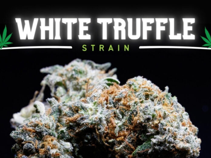 White Truffle Flower Strain Widow Omnitos