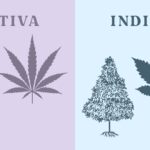 Sativa